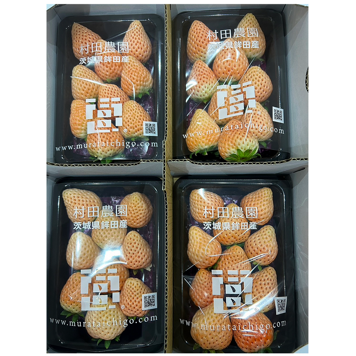 日本イチゴ 茨城 村田農園 白いちご WHITE STRABERRY FROM JAPAN END SEASON