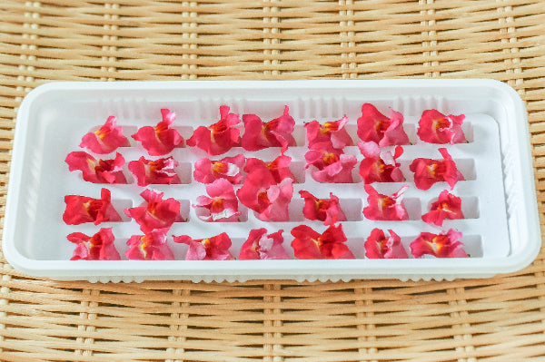 00 NEW 金魚草 赤 KINGYOSO RED 1 pack Edible Flowers