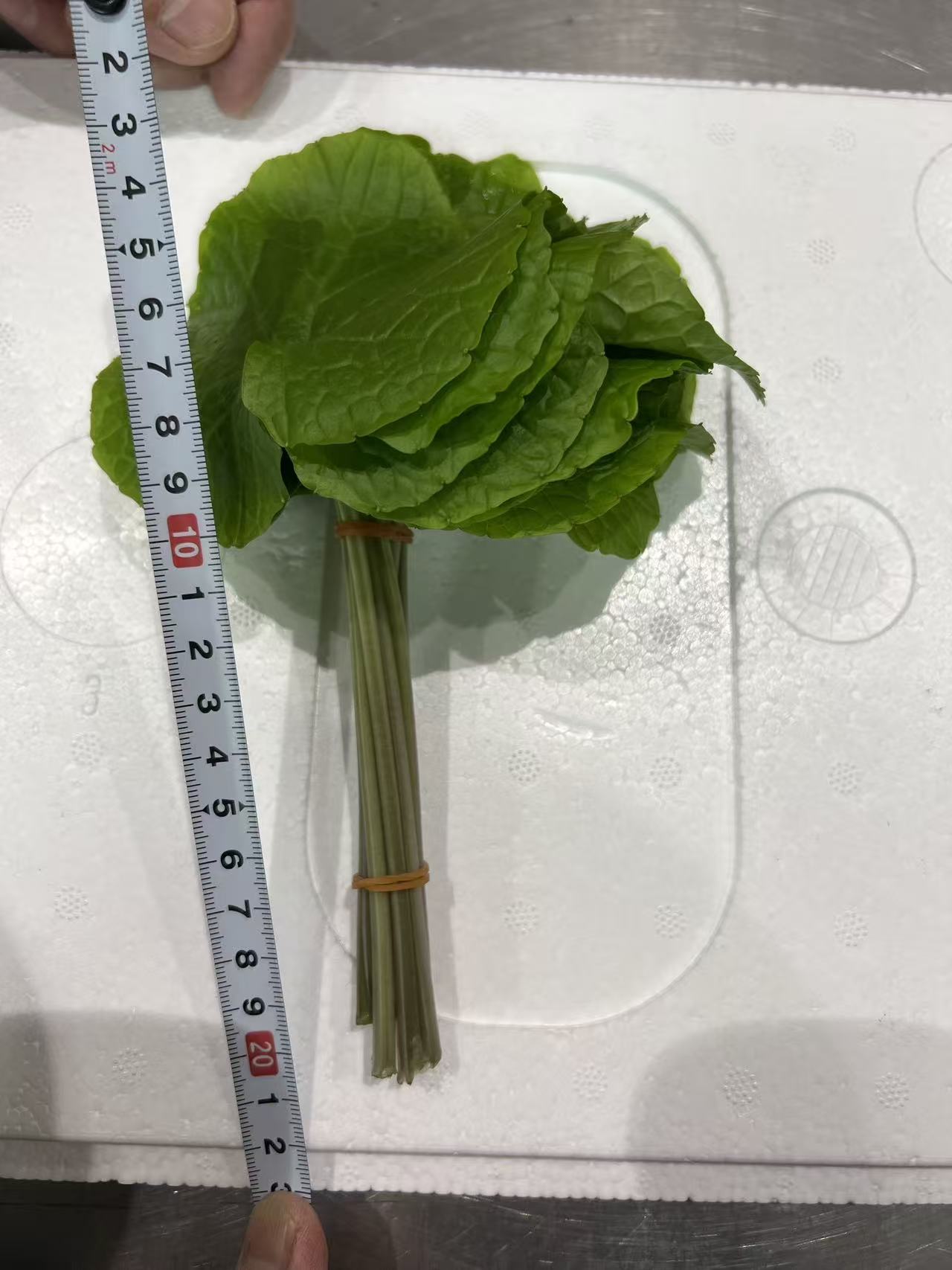 00【日本産】ワサビの葉 WASABI NO HA 10PC/BUNCH