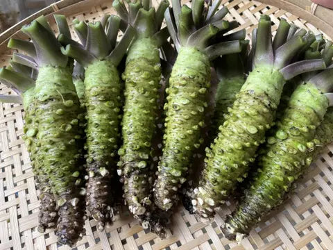 00 【日本産】 最高級品種「真妻山葵」MAZUMA WASABI (PRE-ORDER ONLY)