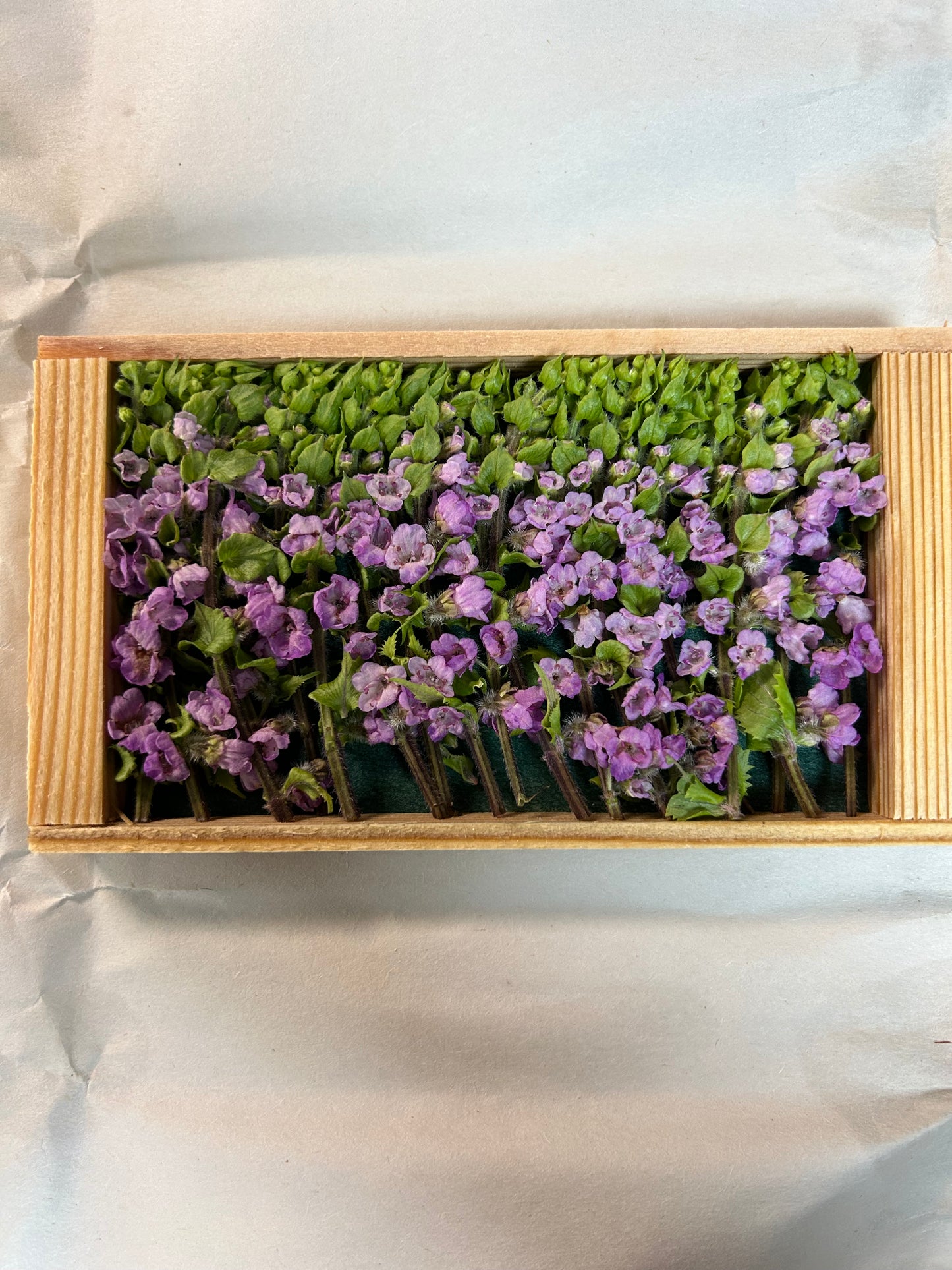 00 花蘇 HANAHO 50G