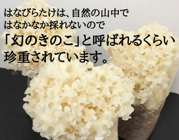 00 NEW 珍味 花びら 茸 WILD Cauliflower fungus