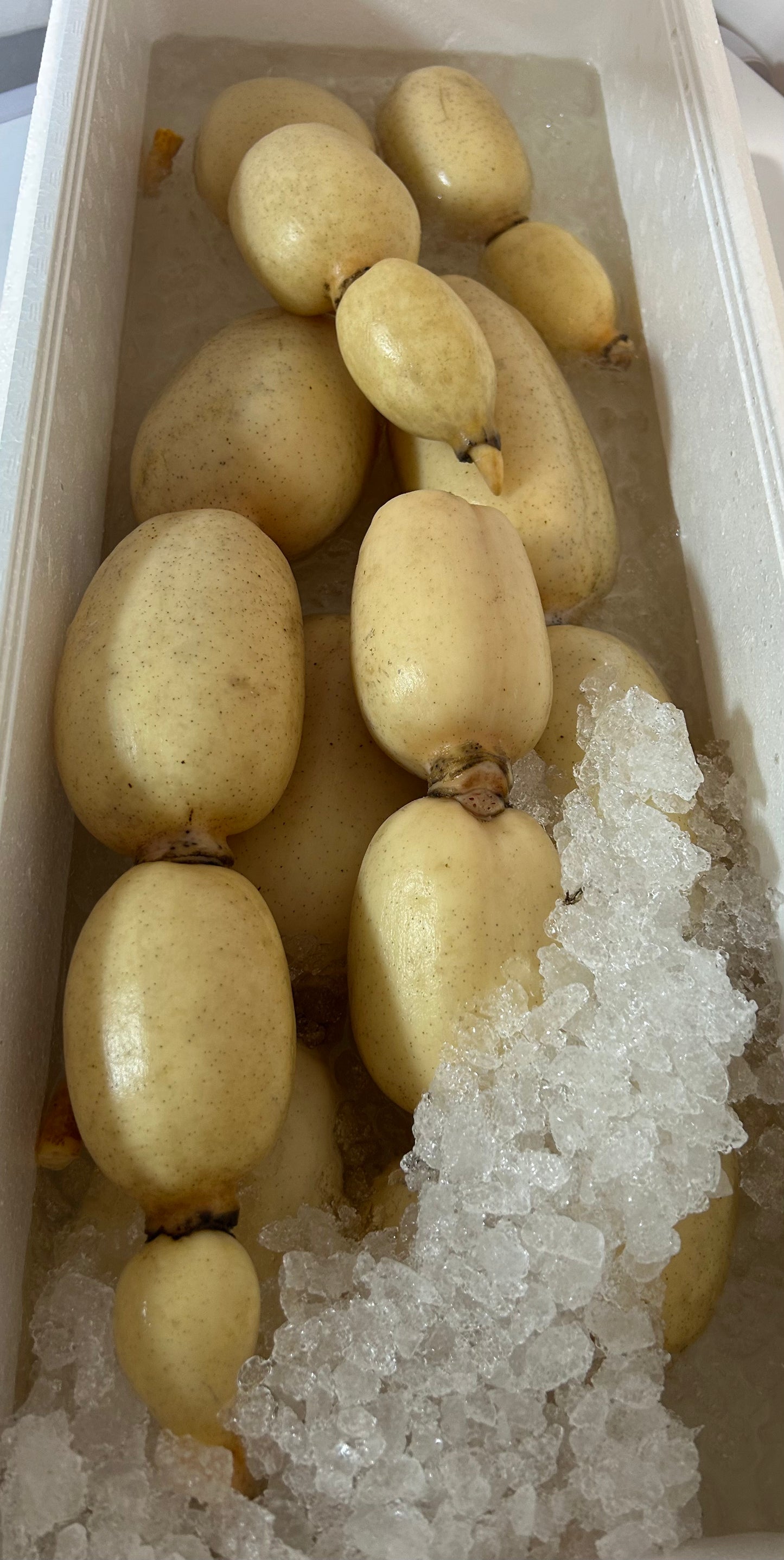 00 NEW 日本産 生れんこん 4kg /ボックス FRESH LOTUS ROOTS 4KG BOX