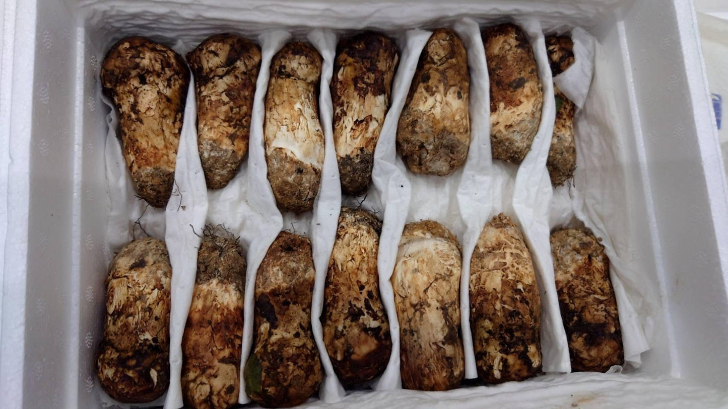 MATSUTAKE (Japan) 松茸(日本産)400-500g/Box