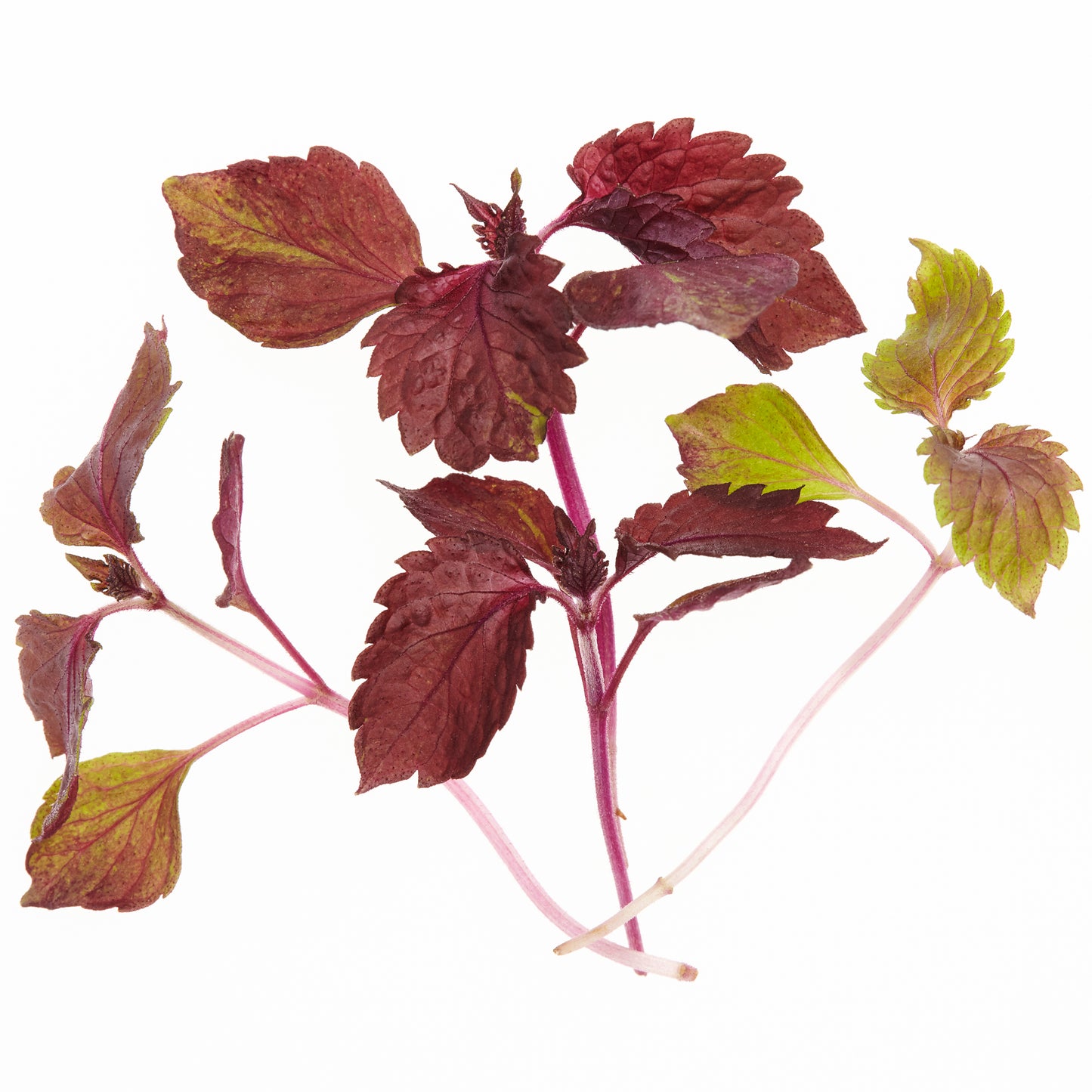 00 NEW MICRO HERBS SHISO PURPLE