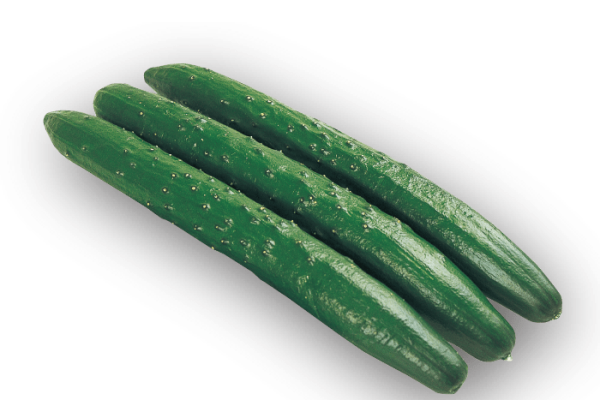 00 NEW キュウリ CUCUMER (JAPANESE SEED) GROW IN LA