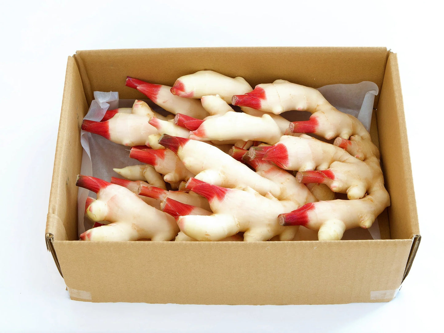 00 NEW 日本産 新生姜1LB NEW GINGER