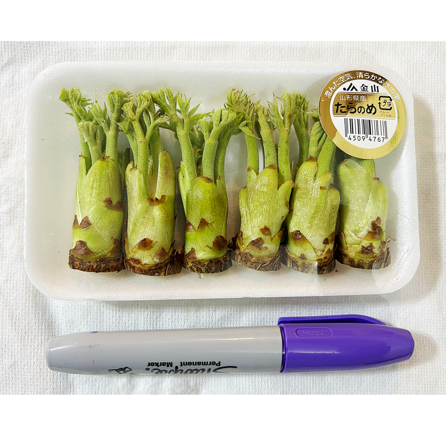 00天然 たらの芽 WILD TARA SPROUTS 1 PACK around 250G out of season