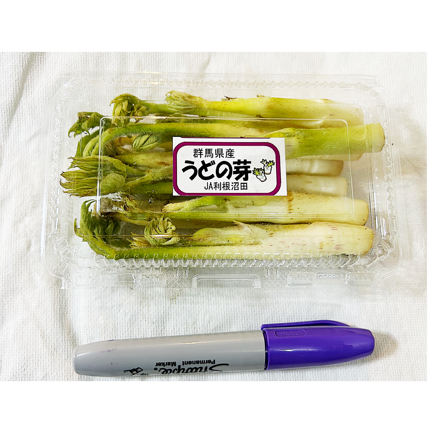 00 天然 山ウドの芽 WILD UDO SPROUTS 1 PACK around 250G