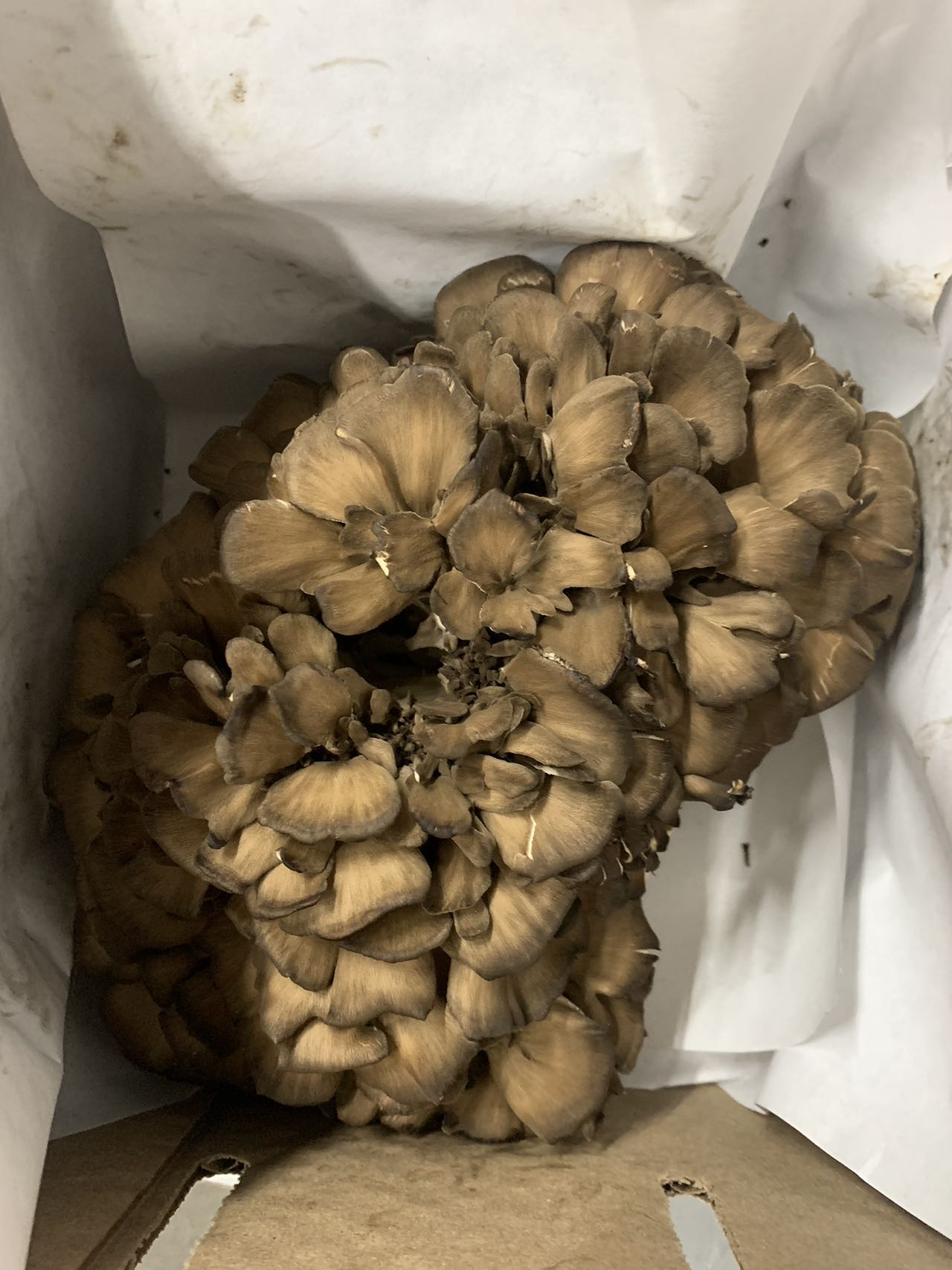 00【NEW】【CANADA】 ORGANIC EXTRA LARGE MAITAKE MUSHROOM 舞茸 3LB/ BOX