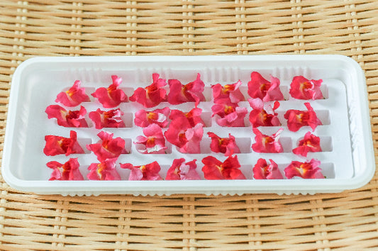 00  NEW 金魚草 赤 KINGYOSO RED 1 pack Edible Flowers