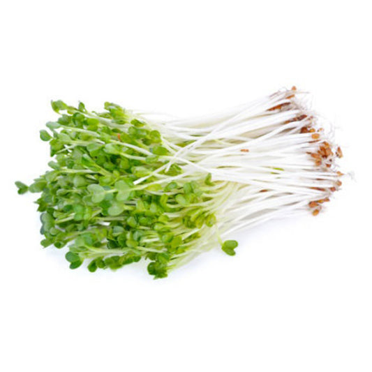 【US】KAIWARE DAIKON CRESS