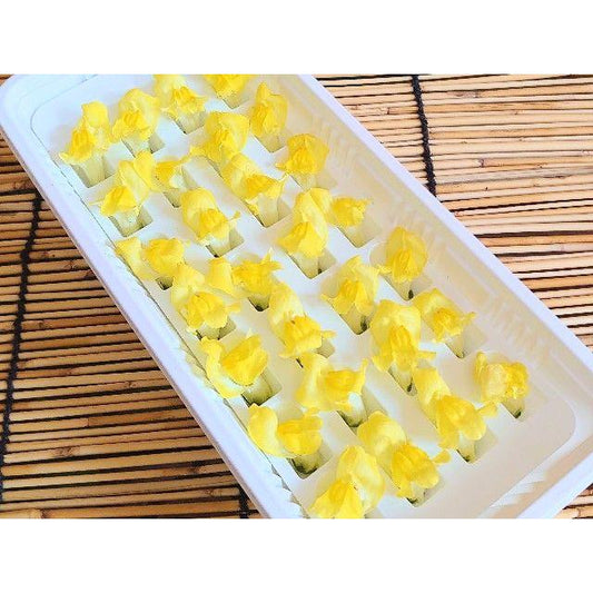 00  NEW 金魚草 黄 KINGYOSO YELLOW 1 pack Edible Flowers