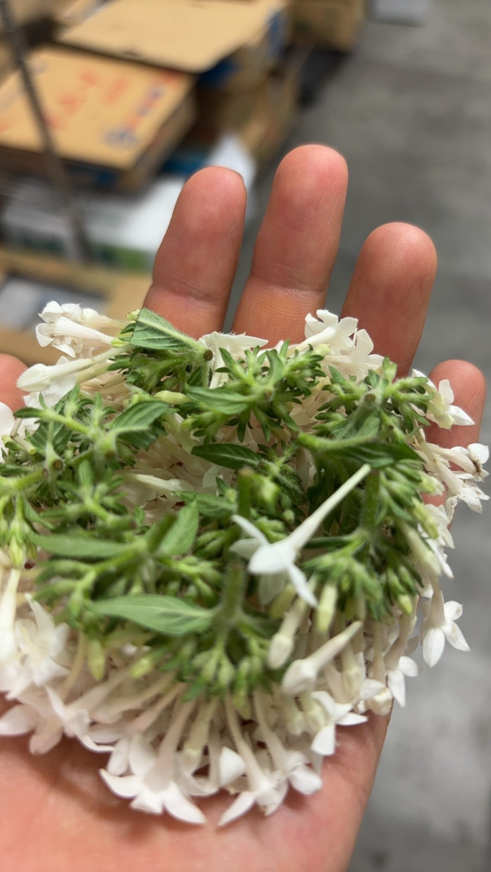 00 NEW EDIBLE FLOWERS ペンタス白 80G