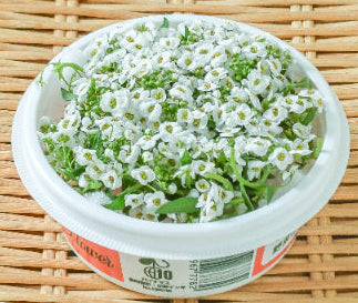 00 NEW EDIBLE FLOWERS エディブルフラワー（白）（アリッサム）80G