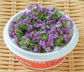 00 NEW EDIBLE FLOWERS エディブルフラワー（紫）（アリッサム）80G