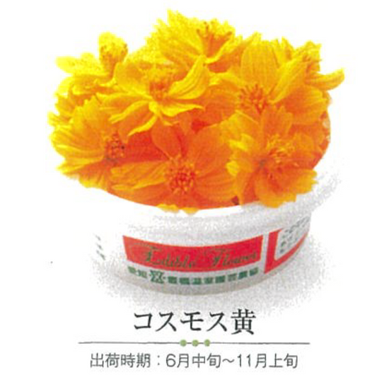 00 NEW EDIBLE FLOWERS コスモス黄 80G out of season