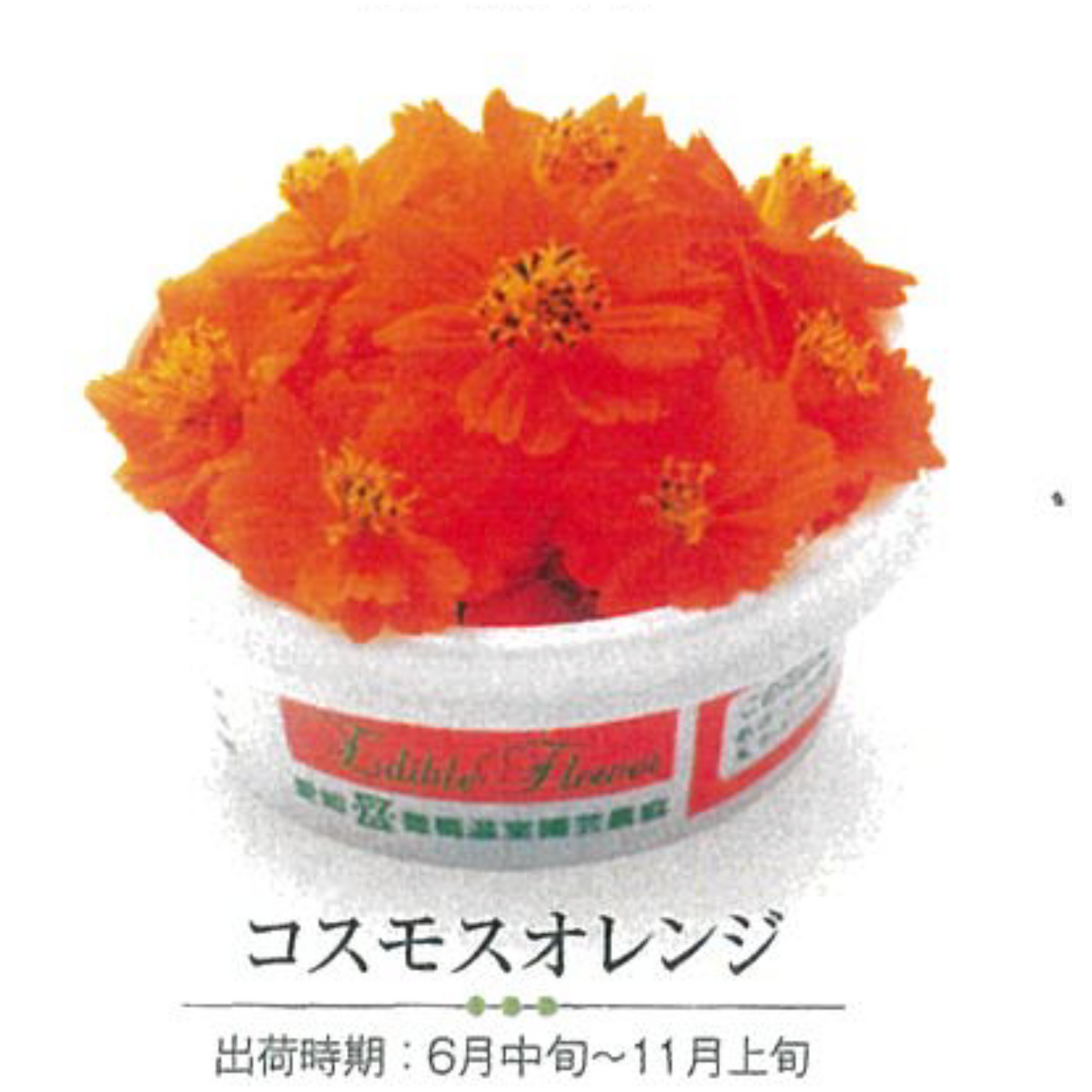 00 NEW EDIBLE FLOWERS コスモス　オレンジ 80G out of season