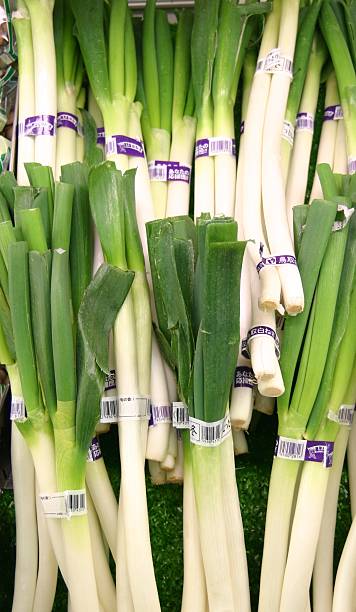 00  NEW 東京ネギ NAGANEGI (JAPANESE TOKYO LEEK) GROW IN LA