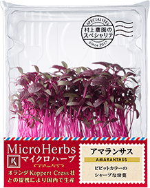 00 NEW MICRO HERBS AMARANTHUS　アマランサス