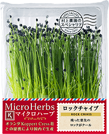 00 NEW MICRO HERBS ROCK CHIVES ロックチャイフ