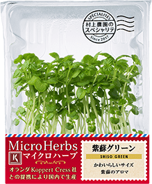 00 NEW MICRO HERBS SHISO GREEN