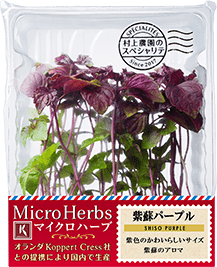 00 NEW MICRO HERBS SHISO PURPLE
