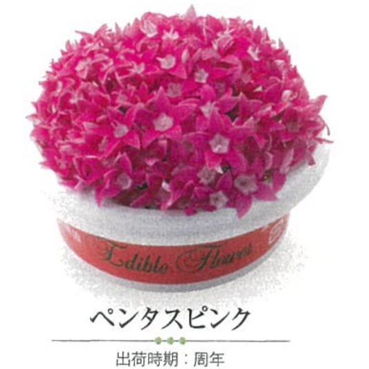 00 NEW EDIBLE FLOWERS ペンタス　ピンク 80G