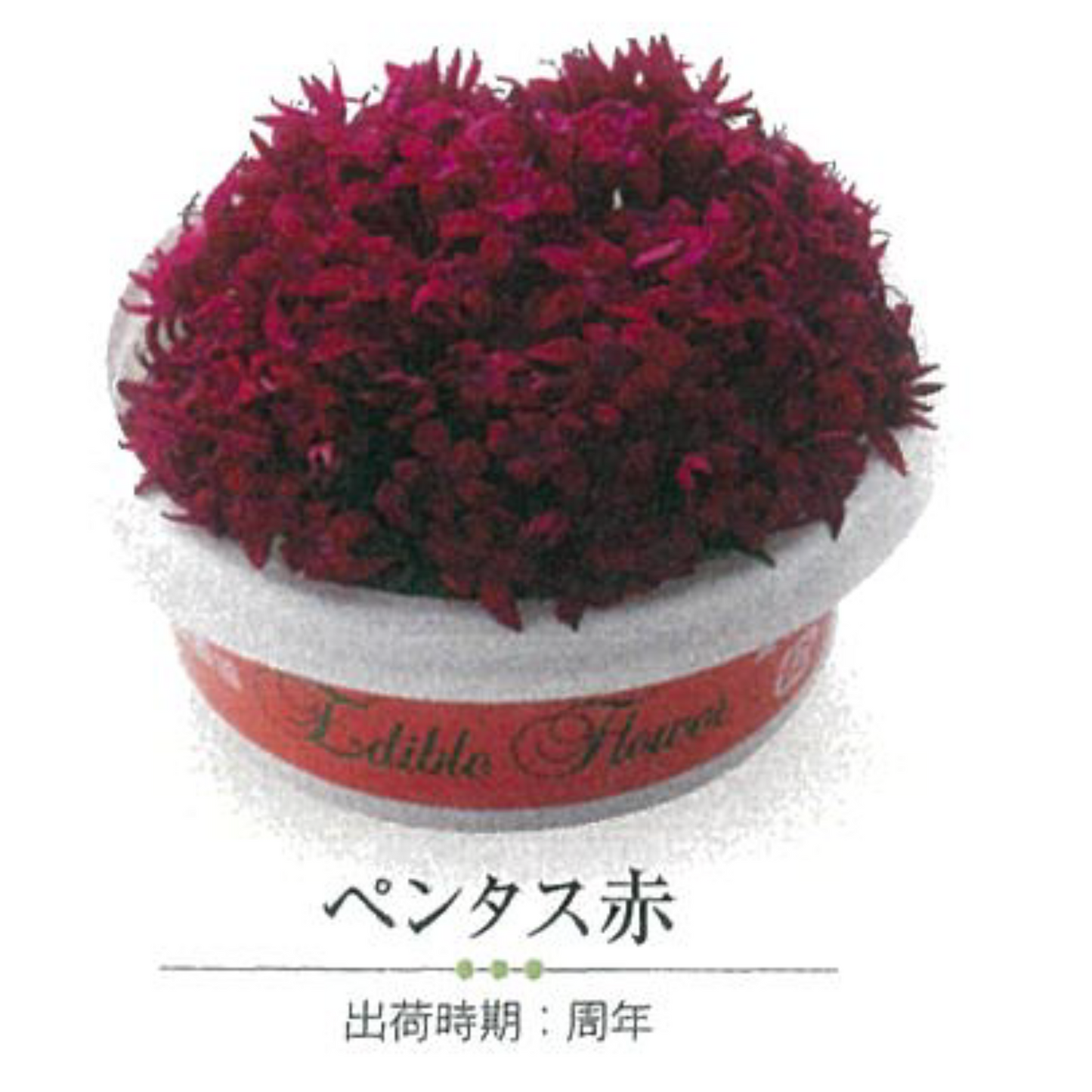 00 NEW EDIBLE FLOWERS ペンタス 赤 RED 80G