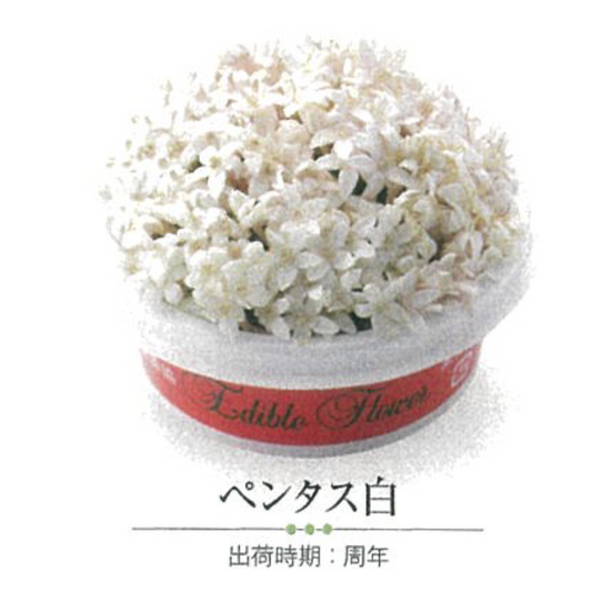 00 NEW EDIBLE FLOWERS ペンタス白 80G