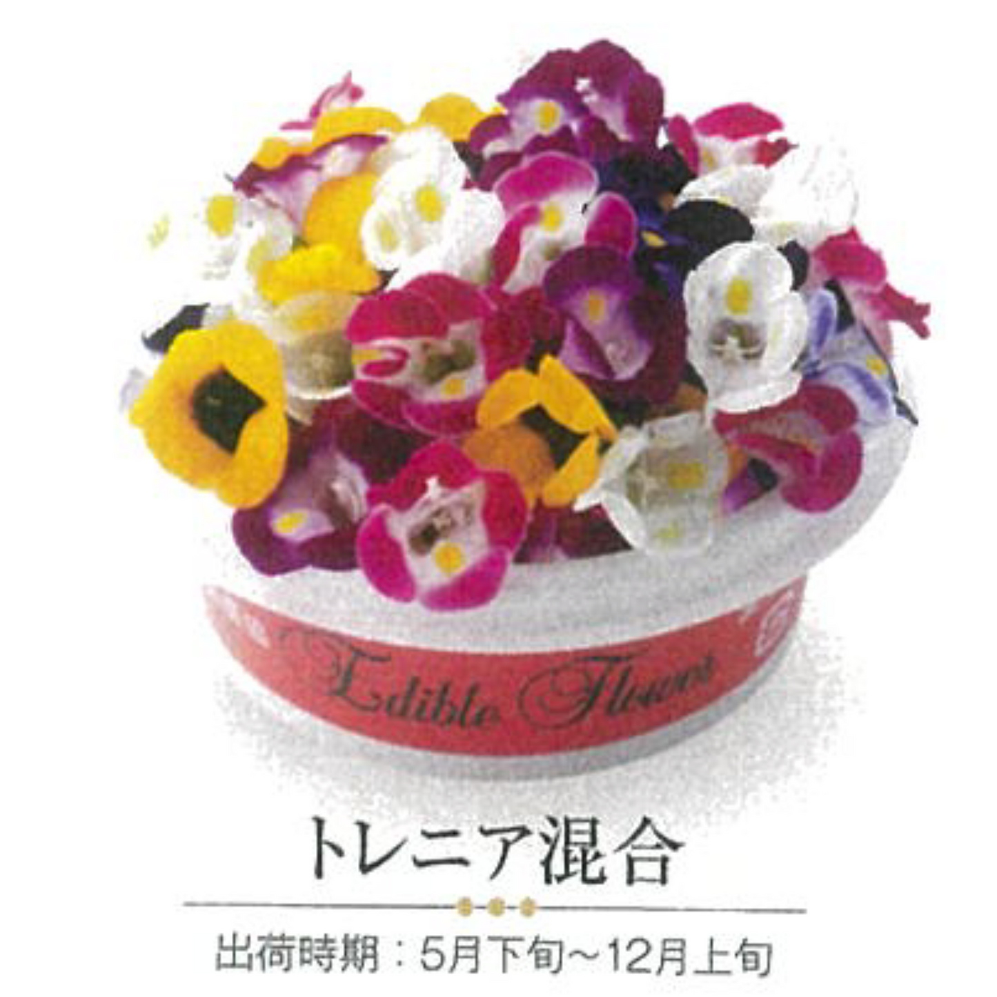 00 NEW EDIBLE FLOWERS トレニア混合 MIX 80G