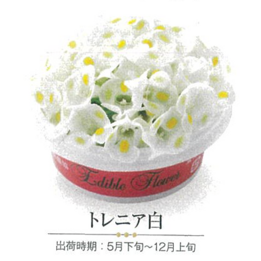 00 NEW EDIBLE FLOWERS トレニア白  80G