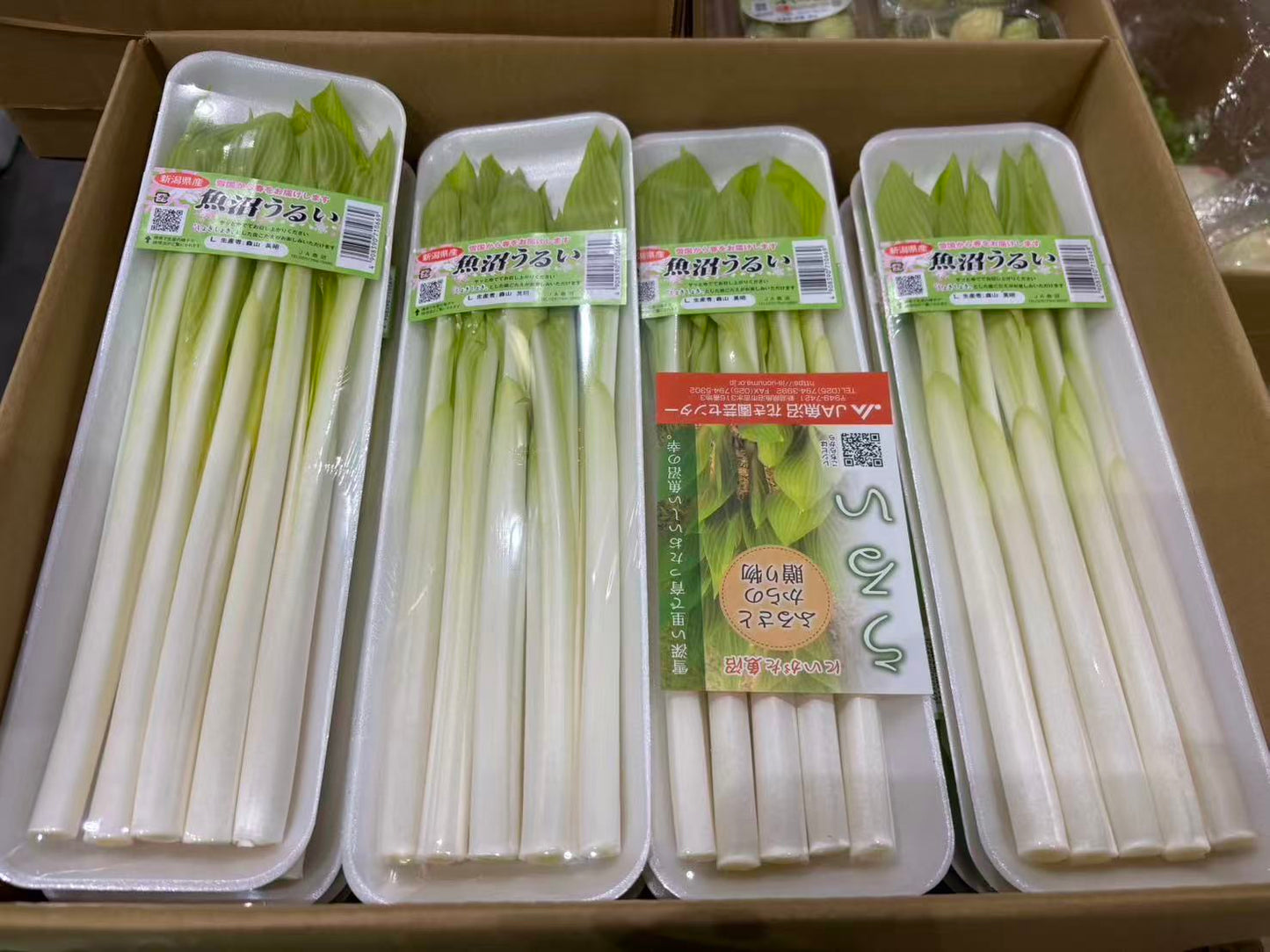 0 NEW URUI うるい 100G 新潟県